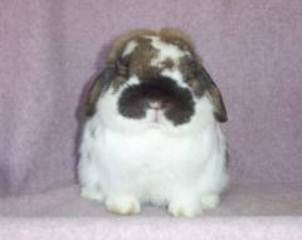 fat faced holland lop buck fat faced holland lop massive buck