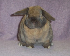 el Toro or Just a Grumpy Lop? grumpy holland lop rabbit