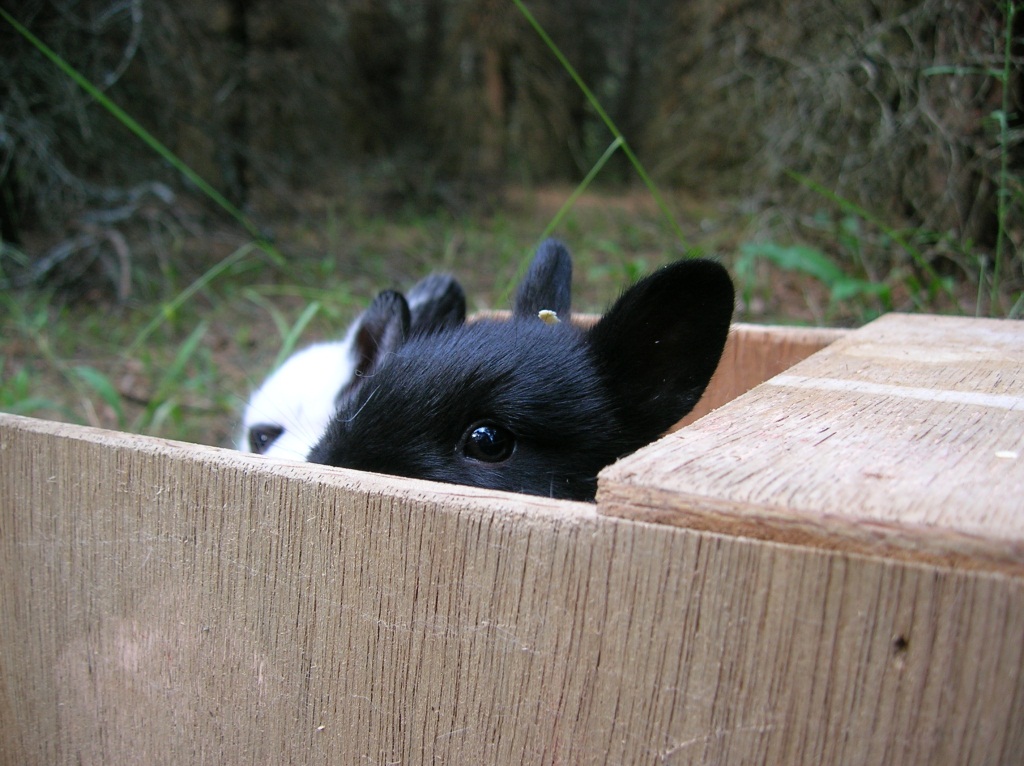 Baby bunny peeking out of nestbox