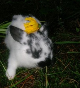 Polish, rabbit baby cute adorable fluffy bunny