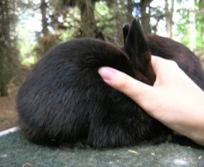 Polish rabbit as a junior- body shot black Polish rabbit junior posed