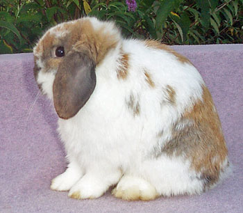 Dutch Lop