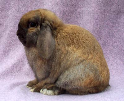 grand champion black tort holland lop