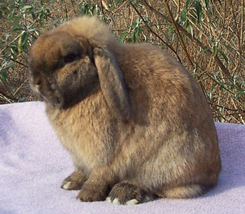 Jo-Jo - pretty Holland Lop Rabbit Doe