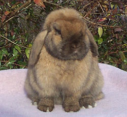 front view holland lop good width of body
