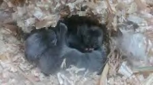 two jersey wooly babies in nest two baby rabbits in nestbox