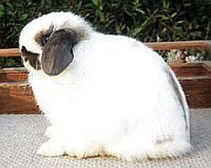 holland lop junior doe show quality broken holland lop doe show quality