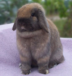 beautiful holland lop doe with dewlap tort holland lop cute facing front