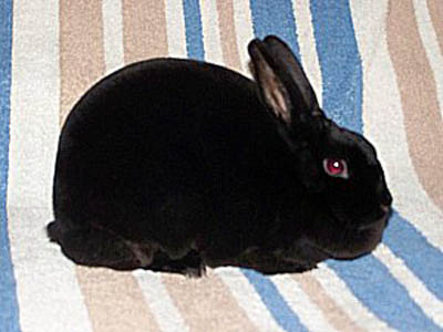 Black Rex Bunny