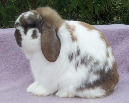 grand champion black tort holland lop