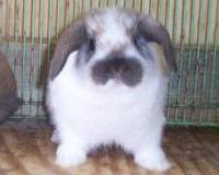 quality holland lop baby
