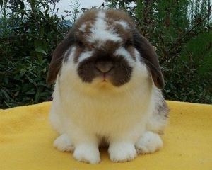 quality holland lop facing front