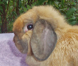 beautiful holland lop doe with short ears tort holland lop cute face short ears