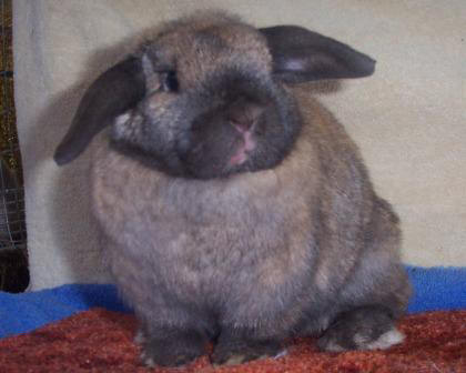 Shocked Holland Lop Rabbit