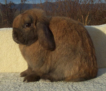 good topline on holland lop show rabbit