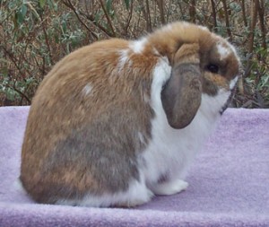 holland lop with the dwarfing gene