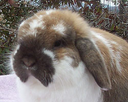 mature holland lop bunny buck