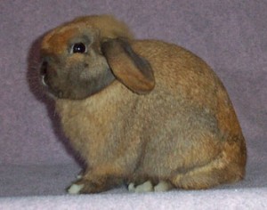 champion holland lop