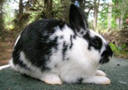 False Dwarf Polish Rabbit