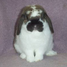 fine bone on a holland lop