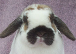 narrow lop head