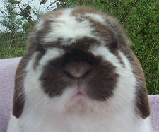 big fat cute really sweet face on a lop eared bunny