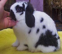 Posing Holland Lop Rabbit For Show