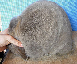 posed mini lop rabbit lilac steel