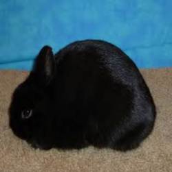 properly posed Polish compact type rabbit