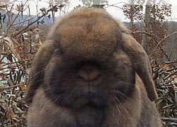 big round massive lop head