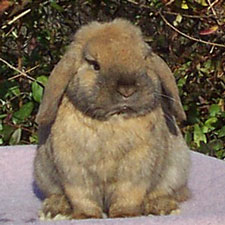 lop rabbit with good bone