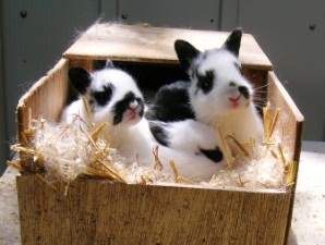 litter of the sweetest cutest baby rabbits that maybe you ever saw