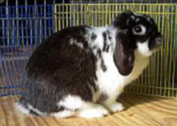 long lop broken black holland