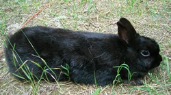 mean black rabbit stretched out bites