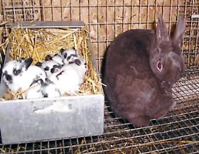 nestbox full of cute baby rabbit kits