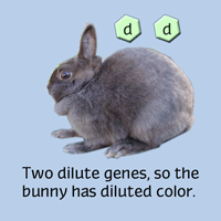 blue rabbit - dilute color genes information