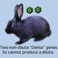 rabbit coat color genetics: dense and dilute
