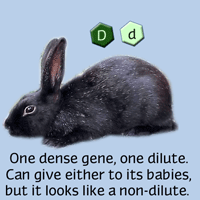 rabbit genetics tutorial