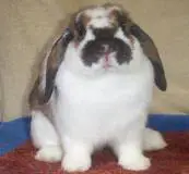 False dwarf holland lop rabbit doe