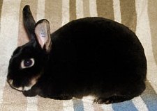 Black Otter Mini Rex Buck