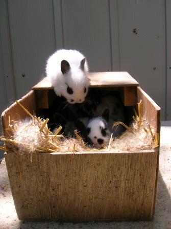 Cute baby bunnies playing on a nesting box