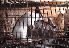 Breeding Rabbits - In the Cage and in the Table - Rabbit ...