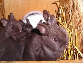 very extra cute baby polish rabbits