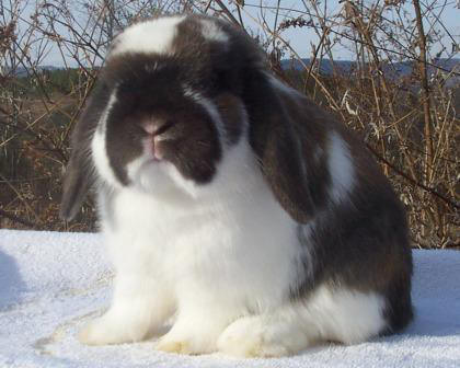 holland lop rabbit bear broken tort show