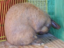 Rabbit washing its face with its paws