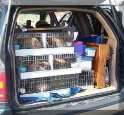how many rabbit carriers fit in a mini van?
