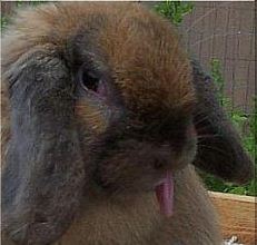 cute holland lop rabbit sticking out tongue