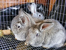 American chinchilla rabbits