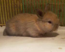 baby bunny holland lop two weeks of age
