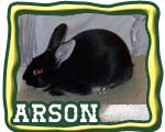 grand champion rabbit button